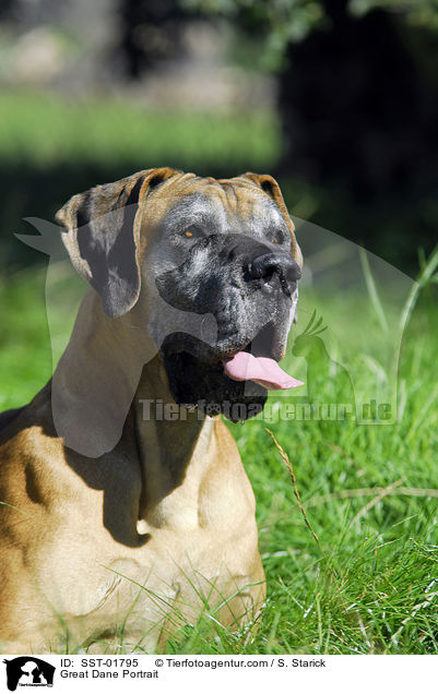Deutsche Dogge Portrait / Great Dane Portrait / SST-01795