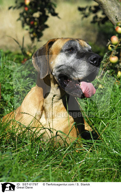 Deutsche Dogge / Great Dane / SST-01797
