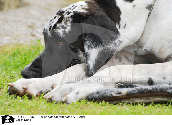 Deutsche Dogge / Great Dane / SST-02828
