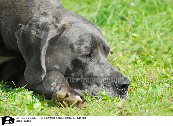 Deutsche Dogge / Great Dane / SST-02833