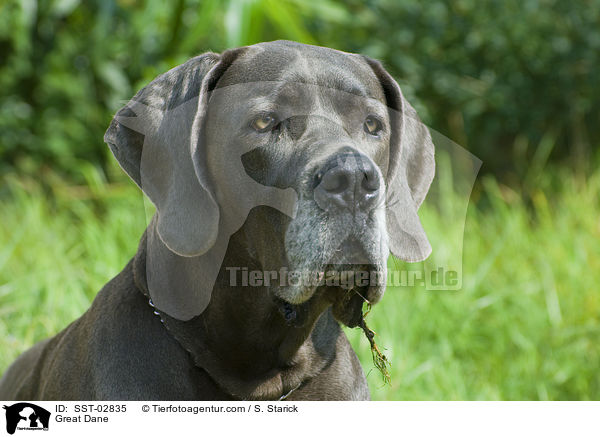 Deutsche Dogge / Great Dane / SST-02835