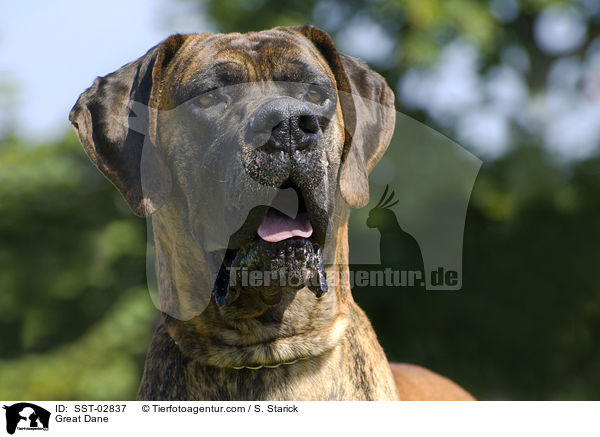 Deutsche Dogge / Great Dane / SST-02837