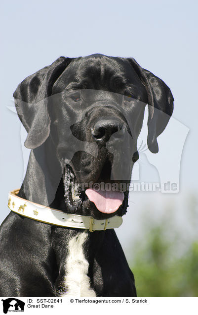 Deutsche Dogge / Great Dane / SST-02841