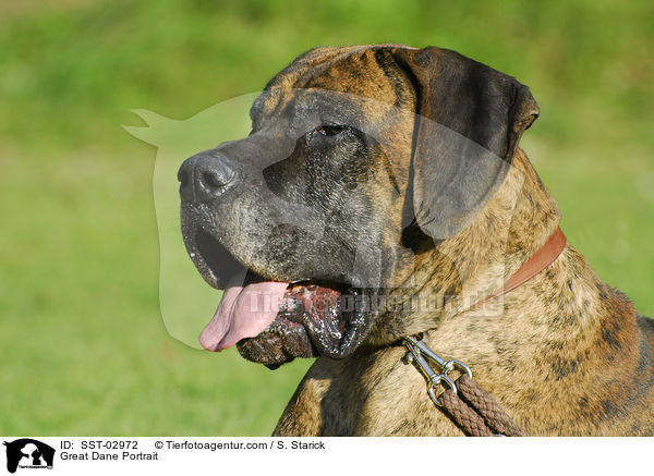 Deutsche Dogge im Portrait / Great Dane Portrait / SST-02972