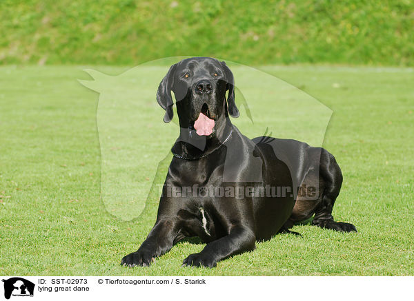 liegende Deutsche Dogge / lying great dane / SST-02973
