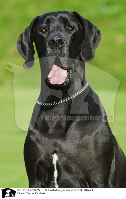 Deutsche Dogge im Portrait / Great Dane Portrait / SST-02975