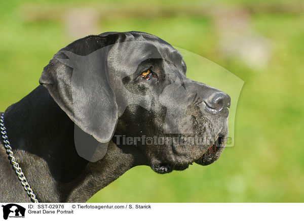 Deutsche Dogge im Portrait / Great Dane Portrait / SST-02976