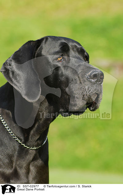 Deutsche Dogge im Portrait / Great Dane Portrait / SST-02977