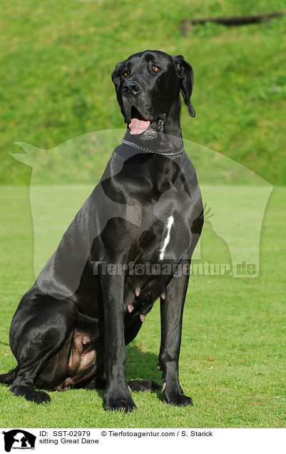 sitzende Deutsche Dogge / sitting Great Dane / SST-02979