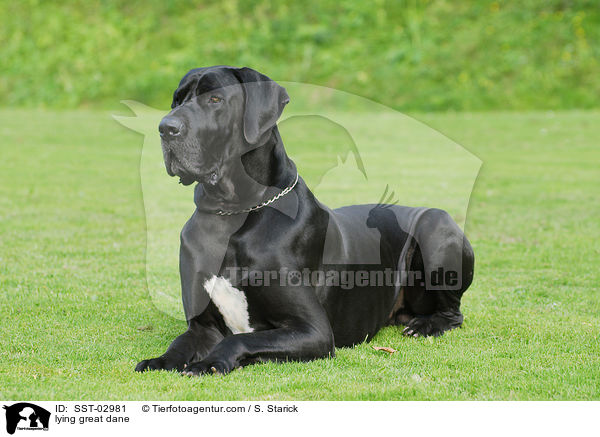 liegende Deutsche Dogge / lying great dane / SST-02981