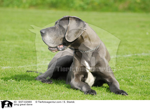 liegende Deutsche Dogge / lying great dane / SST-02989
