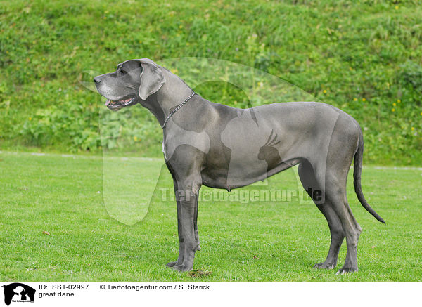 Deutsche Dogge / great dane / SST-02997