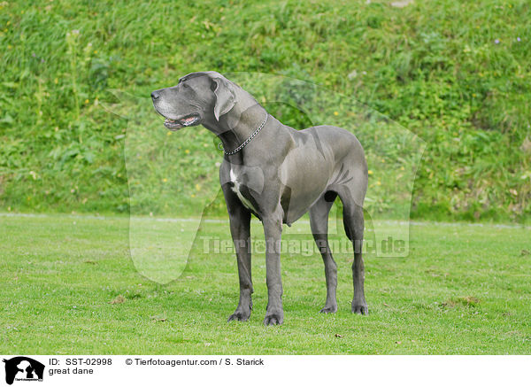 Deutsche Dogge / great dane / SST-02998