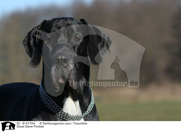 Deutsche Dogge Portrait / Great Dane Portrait / IF-01704