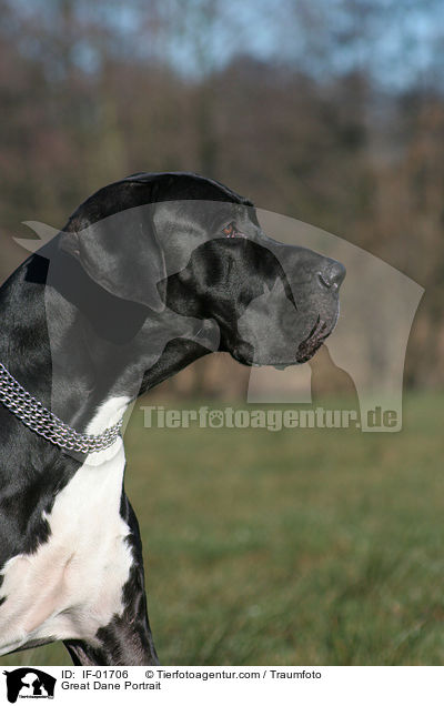 Great Dane Portrait / IF-01706