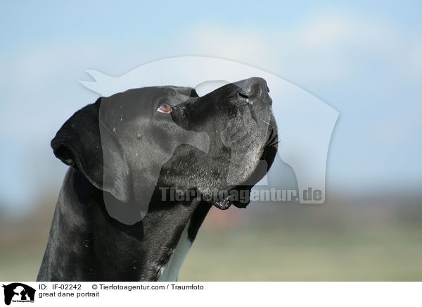 Deutsche Dogge Portrait / great dane portrait / IF-02242
