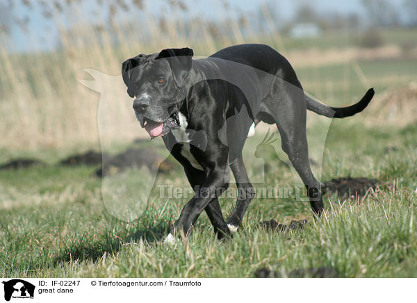 Deutsche Dogge / great dane / IF-02247