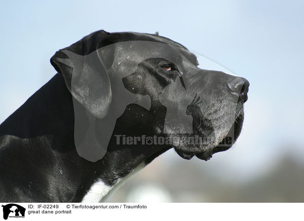 Deutsche Dogge Portrait / great dane portrait / IF-02249