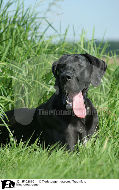 liegende Deutsche Dogge / lying great dane / IF-02862