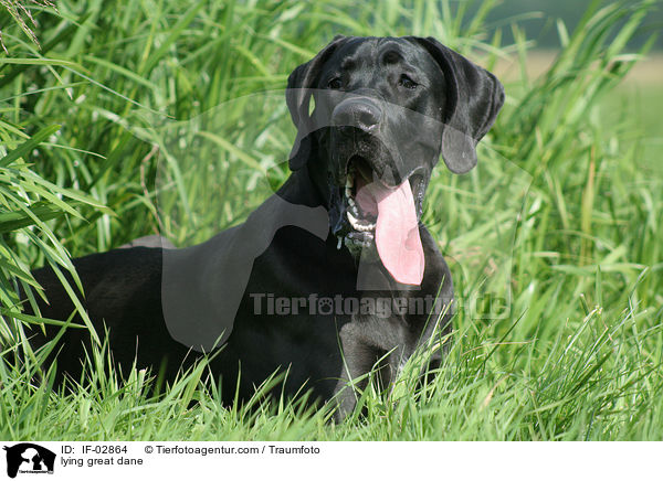 liegende Deutsche Dogge / lying great dane / IF-02864