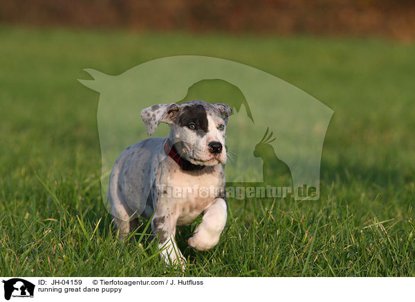rennender Dogge Welpe / running great dane puppy / JH-04159
