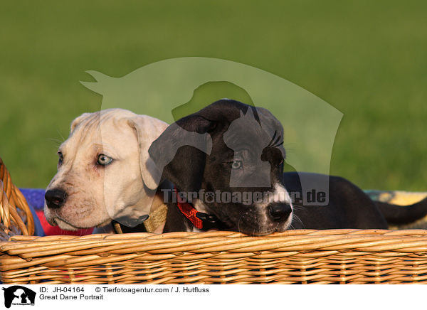 Deutsche Dogge Portrait / Great Dane Portrait / JH-04164