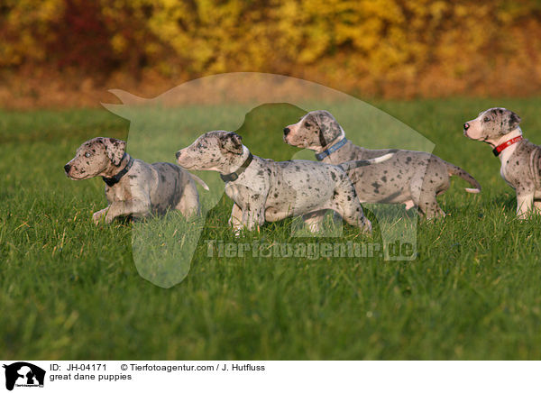 great dane puppies / JH-04171