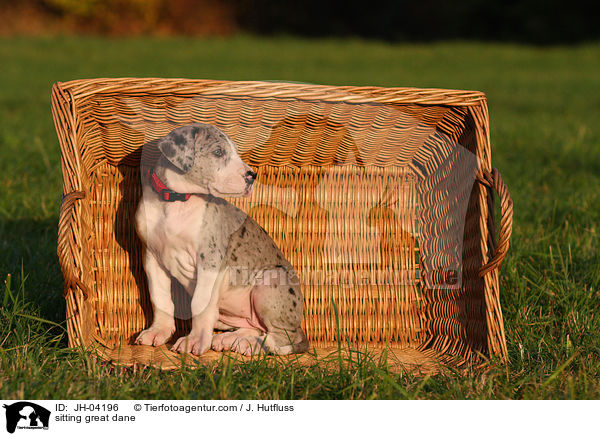 sitting great dane / JH-04196