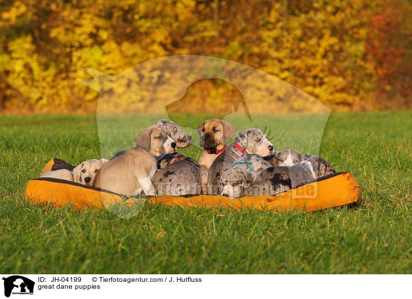 great dane puppies / JH-04199