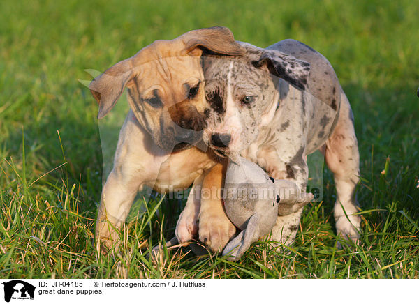 Deutsche Dogge Welpen / great dane puppies / JH-04185