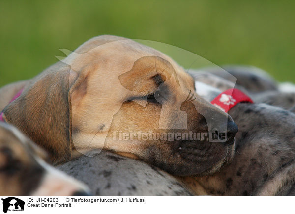 Deutsche Dogge Portrait / Great Dane Portrait / JH-04203