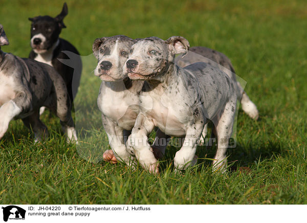 rennender Dogge Welpe / running great dane puppy / JH-04220