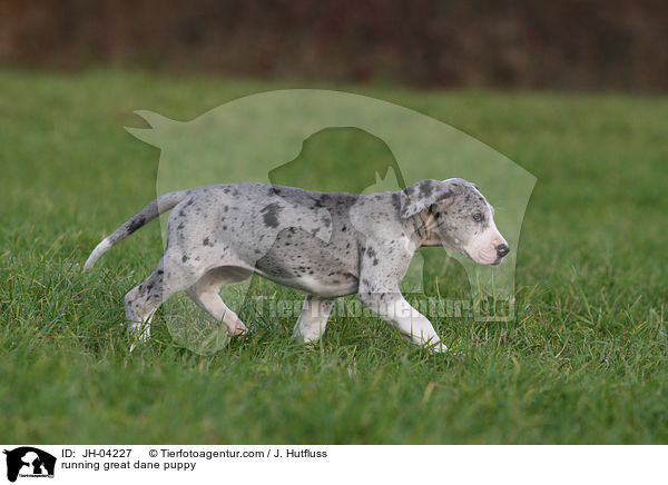 running great dane puppy / JH-04227