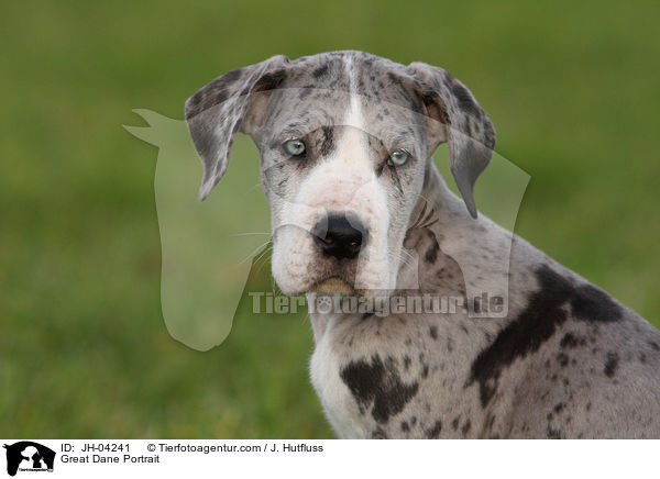 Deutsche Dogge Portrait / Great Dane Portrait / JH-04241