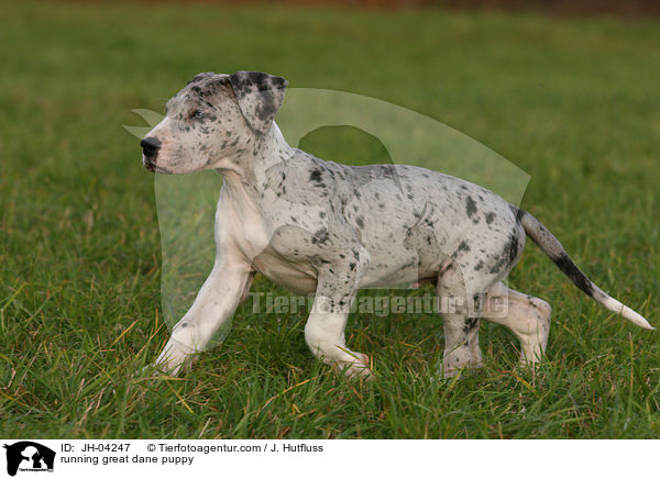 running great dane puppy / JH-04247