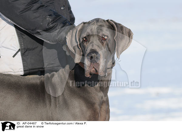 Deutsche Dogge im Schnee / great dane in snow / AP-04467