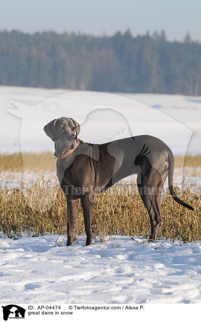 Deutsche Dogge im Schnee / great dane in snow / AP-04474
