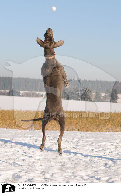 Deutsche Dogge im Schnee / great dane in snow / AP-04479