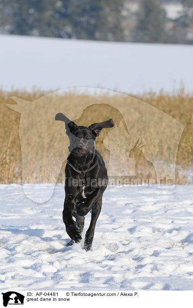 Deutsche Dogge im Schnee / great dane in snow / AP-04481