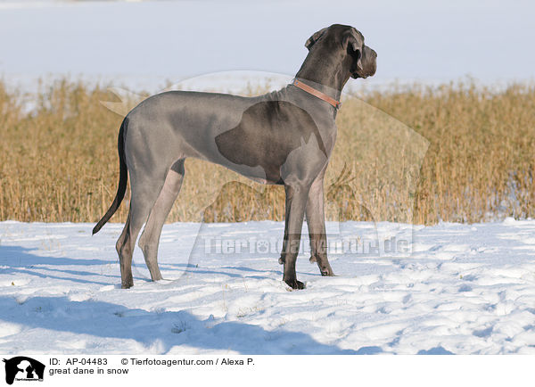 Deutsche Dogge im Schnee / great dane in snow / AP-04483