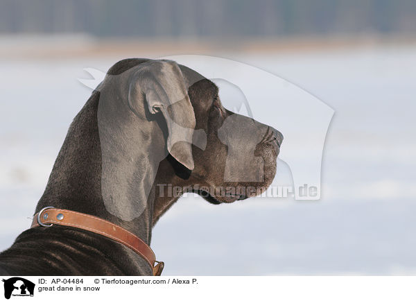 Deutsche Dogge im Schnee / great dane in snow / AP-04484