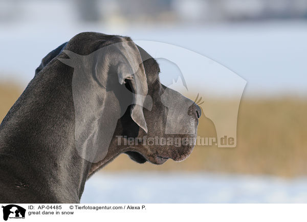 Deutsche Dogge im Schnee / great dane in snow / AP-04485