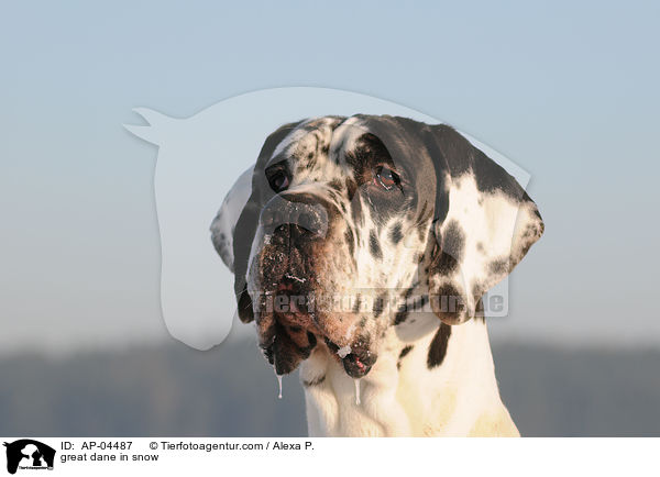 Deutsche Dogge im Schnee / great dane in snow / AP-04487