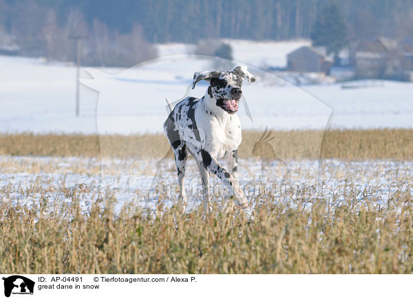 Deutsche Dogge im Schnee / great dane in snow / AP-04491