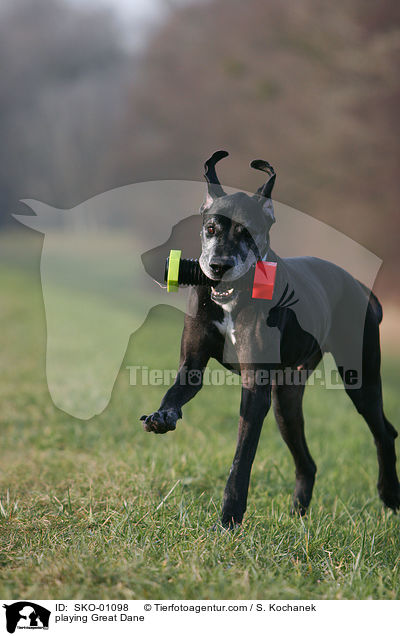 spielende Deutsche Dogge / playing Great Dane / SKO-01098