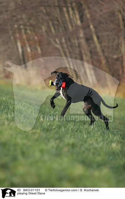 spielende Deutsche Dogge / playing Great Dane / SKO-01101