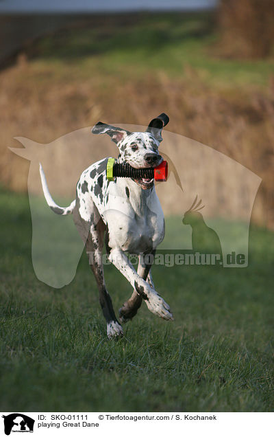 spielende Deutsche Dogge / playing Great Dane / SKO-01111
