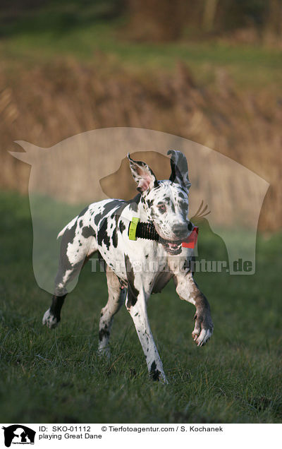 spielende Deutsche Dogge / playing Great Dane / SKO-01112