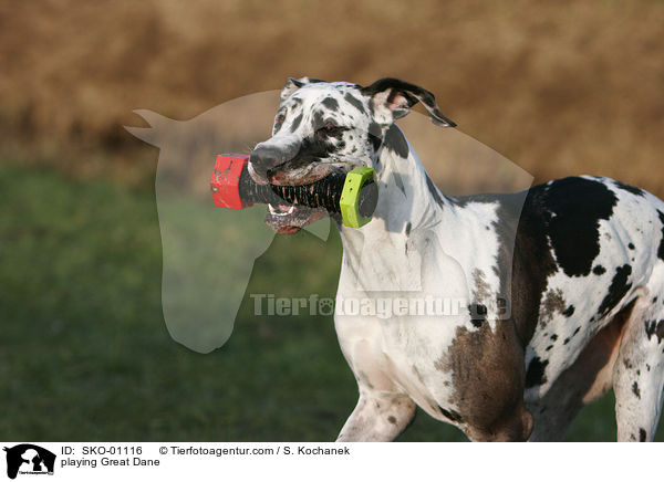 spielende Deutsche Dogge / playing Great Dane / SKO-01116