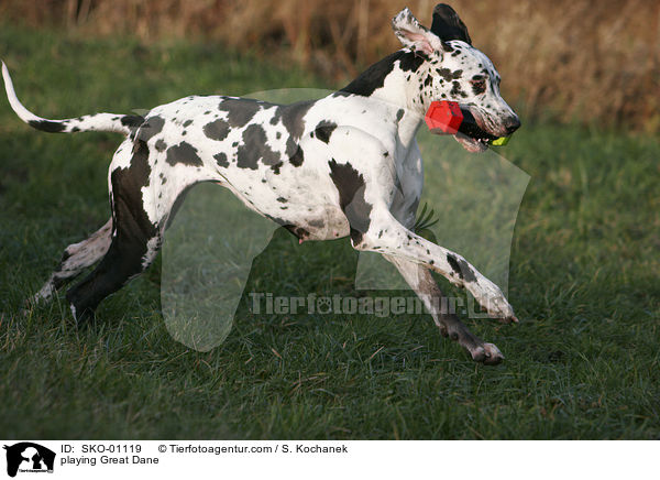 spielende Deutsche Dogge / playing Great Dane / SKO-01119